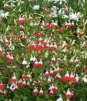 Salvia microphylla hot lips