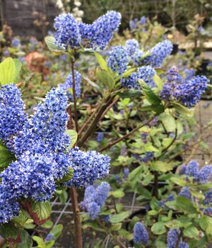 Ceanothus arboreus 'trewithen blue'